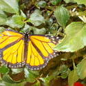 17487   Monarch Butterfly