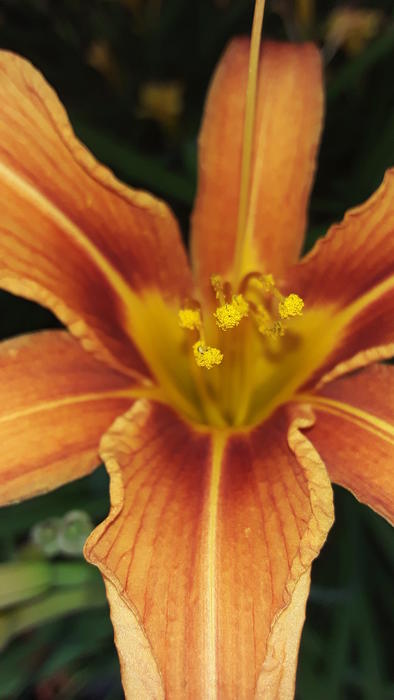 <p>An orange lilie</p>
A closeup of a beatifull orange lilie