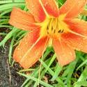 17919   orange tiger lilly panoramic