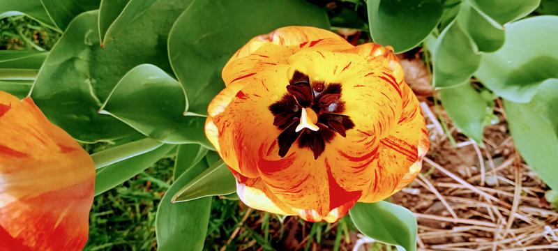 <p>Orange tulip in full bloom</p>
Gorgeous orange tulip in full bloom