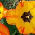 17950   Yellow Tulip