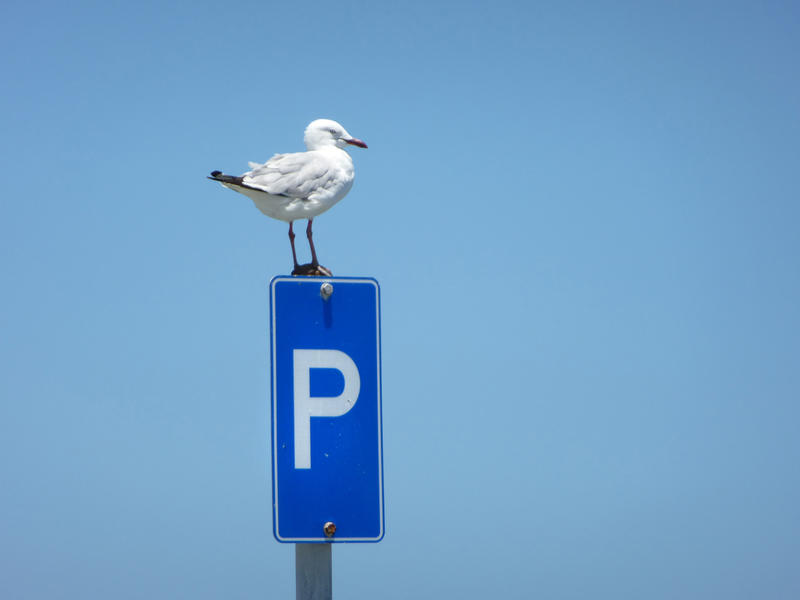 Parking road sign with a seagull sitting on top, viewed in close-up from low angle against clear blue sky