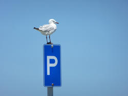 17825   Parking sign with a seagull sitting on top
