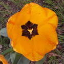 17527   A Beautifull Yellow Tulip