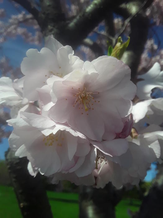 <p>A beautifull cherry blossom</p>
