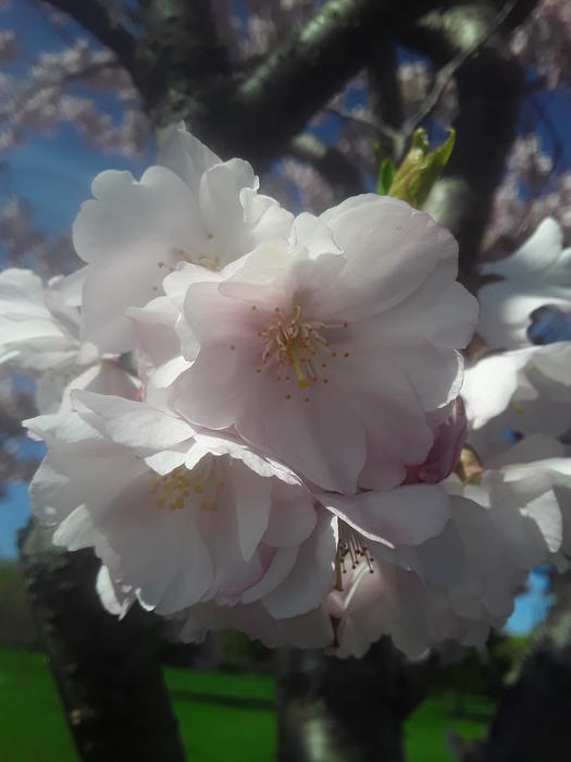 <p>A beautifull cherry blossom</p>
