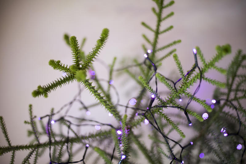close up on a christmas tree decorated with purple fairy lights