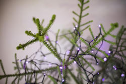 17716   purple fairy lights on a tree