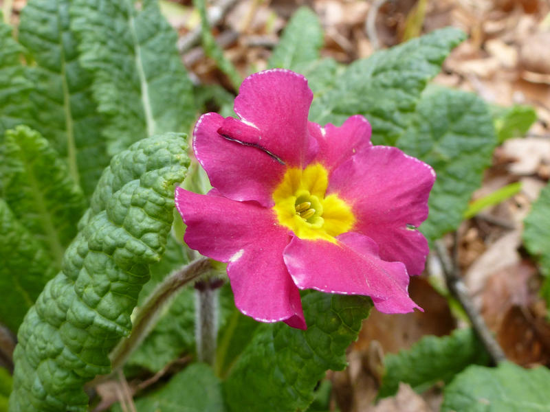 Close up on a variegated red and yellow primula and green leaves growing outdoors wild in woodland conceptual of spring and easter