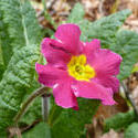 17361   Close up on a variegated red and yellow primula