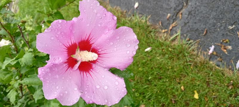 <p>Beautifull pink flower in full bloom</p>
Beautifull pink flower