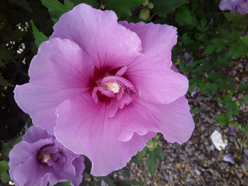 <p>A beautifull pink flower</p>
A beautifull pink hybiscus in full bloom