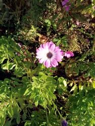 17690   Blooming