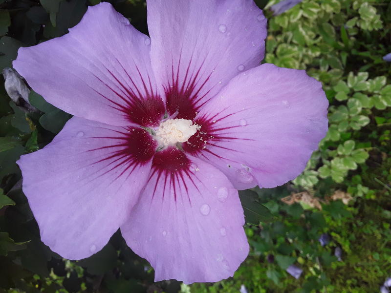 <p>A beautifull pink flower in full bloom</p>
A gorgeous pink hybiscus in full bloom