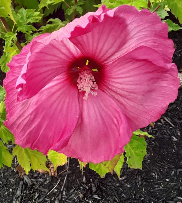 <p>A pink hybiscus</p>
A gorgeous pink hybiscus in full bloom