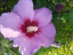 17558   pink hibiscus bloom