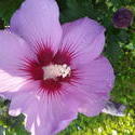 17558   pink hibiscus bloom