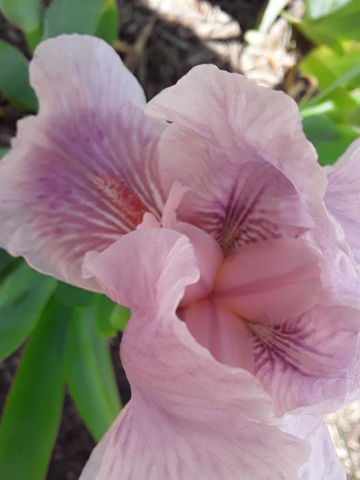 <p>A beautifull pink iris</p>
A gorgeous pink iris in full bloom