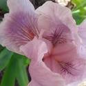 17494   A Beautifull Pink Iris