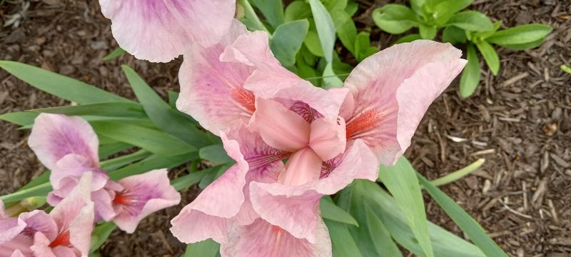 <p>Beautifull pink iris</p>
Beautifull pink iris in full bloom