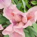 17912   Pink Iris