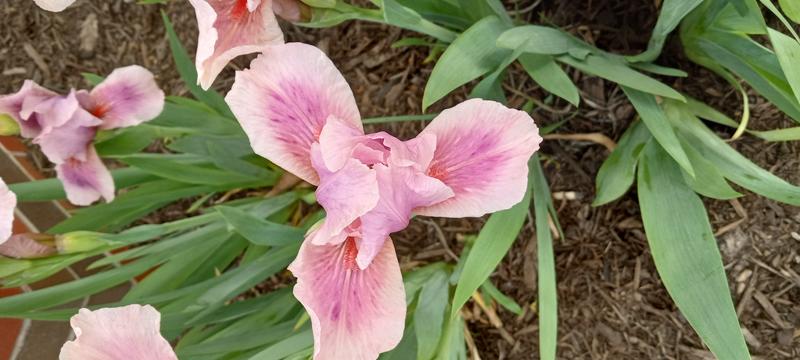 <p>Pink Iris</p>
Gorgeous pink iris in full bloom