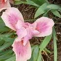 17913   Pink Iris