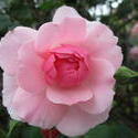 17966   Pink Rose Bloom