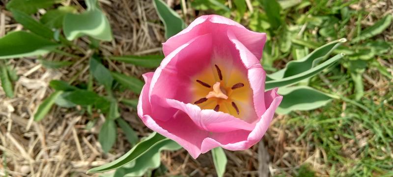 <p>Pink tulip in full bloom</p>
Gorgeous pink tulip