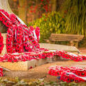 17566   Poppy Day at a World War One and Two memorial