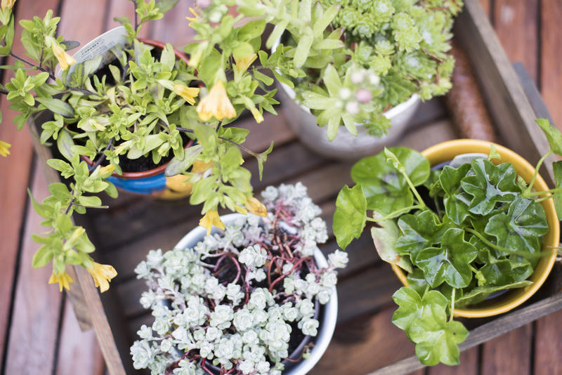 Small wooden crate with potted plants with leafy green foliage and dainty white flowers viewed from above on an outdoor deck