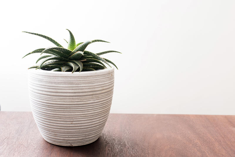 Side view of green aloe plant in white pot on top of wooden surface with plain wall behind. Copy space.