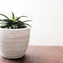 17383   Plant in white pot on top of wooden surface