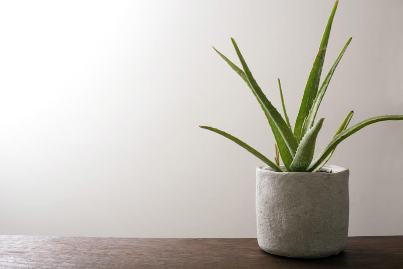 Potted aloe vera plant on a wooden table cultivated for its ornamental leaves and medicinal properties