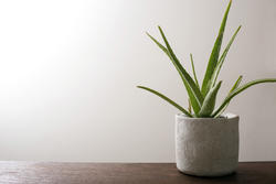 17384   Potted aloe vera plant on a wooden table