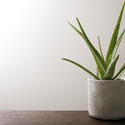 17384   Potted aloe vera plant on a wooden table