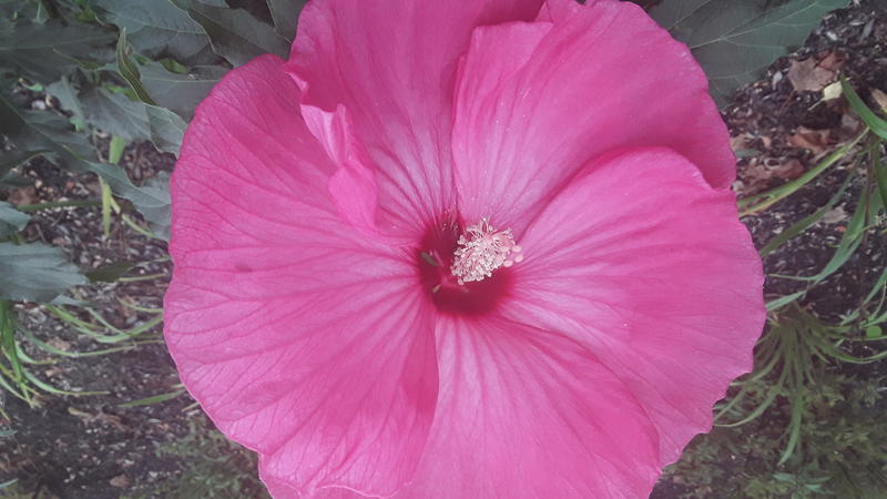 <p>A beautifull pink flower in full bloom</p>
A gorgeous pink flower in full bloom