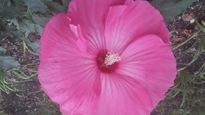 <p>A beautifull pink flower in full bloom</p>
A gorgeous pink flower in full bloom