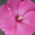 17539   Pink Flower