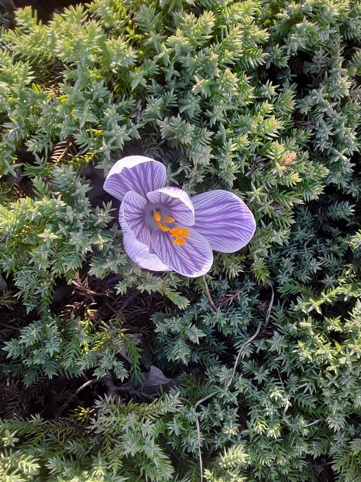 <p>A beautifull purple crocuse in full bloom.</p>
A beautifull purple crocuse in full bloom