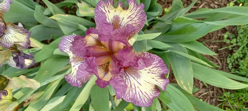 <p>Gorgeous purple iris</p>
Gorgeous purple iris