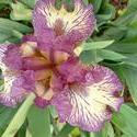 17911   Purple Iris