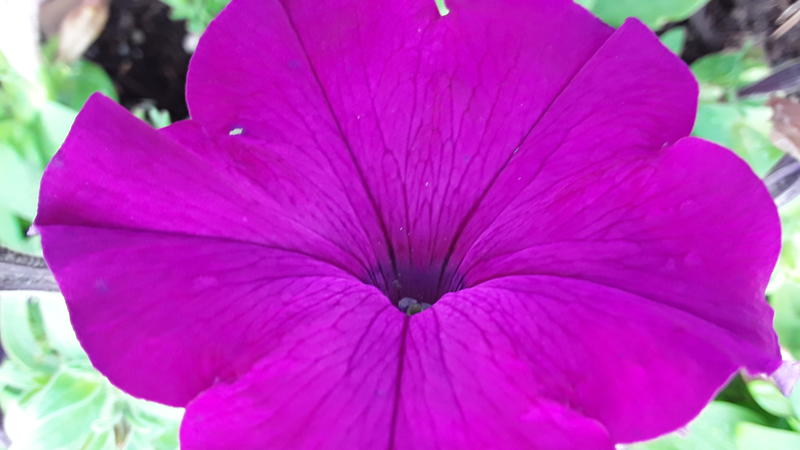 <p>A beautifull purple pink flower</p>
Pink flower in full bloom