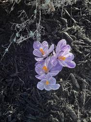 17514   Beautifull blooming crocuses 