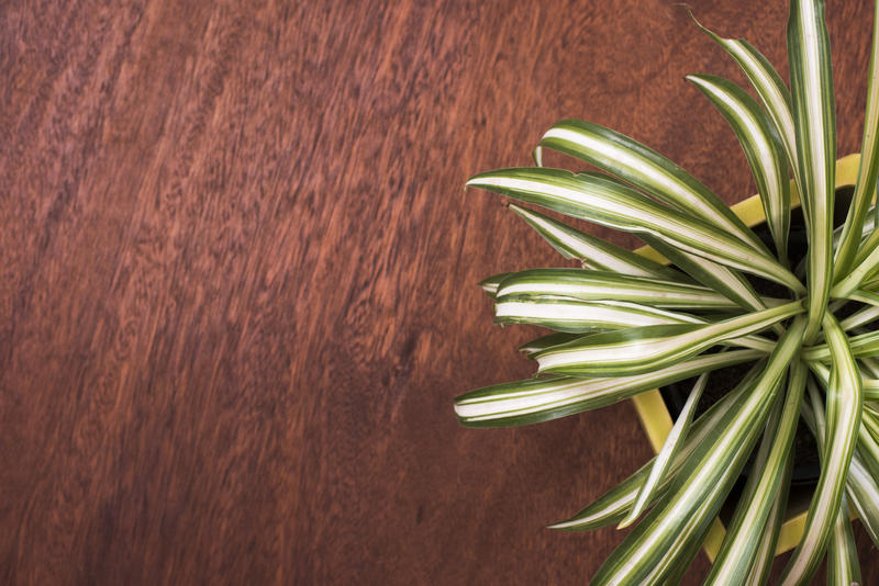 Ornamental variegated of a ribbon plant in a pot viewed top down on a wooden table with copy space