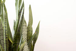 17392   Sansevieria or Mother in Laws Tongue