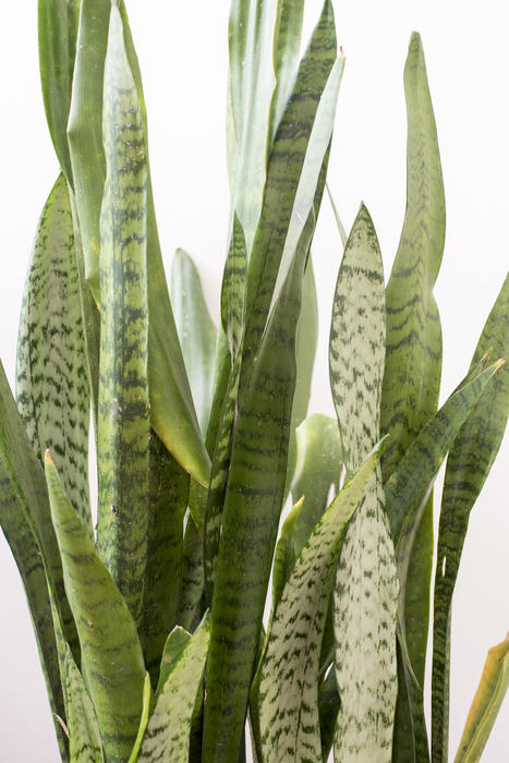 Ornamental variegated Sansevieria trifasciata leaves in close up over a white background, also called Mother in Laws Tongue