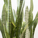 17386   Sansevieria trifasciata leaves in close up