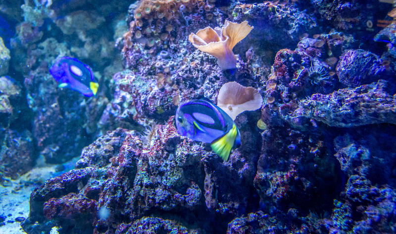 <p>Fish under water</p>
Fish swimming underwater