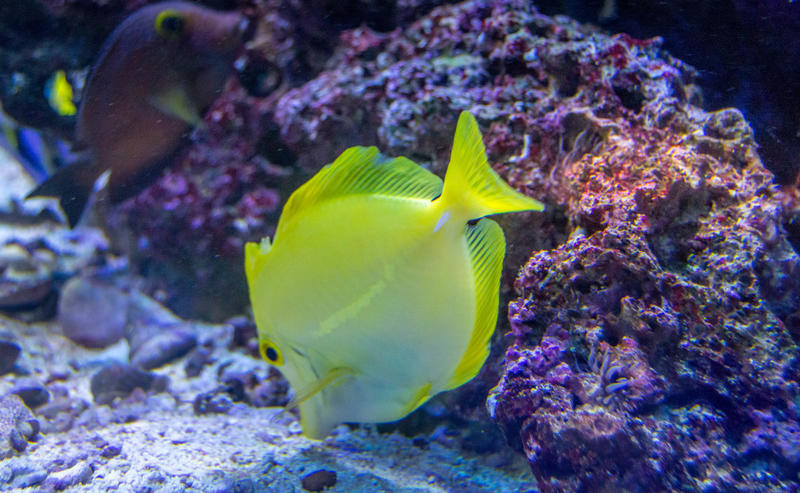 <p>Fish swimming in the sea</p>
Yellow fish